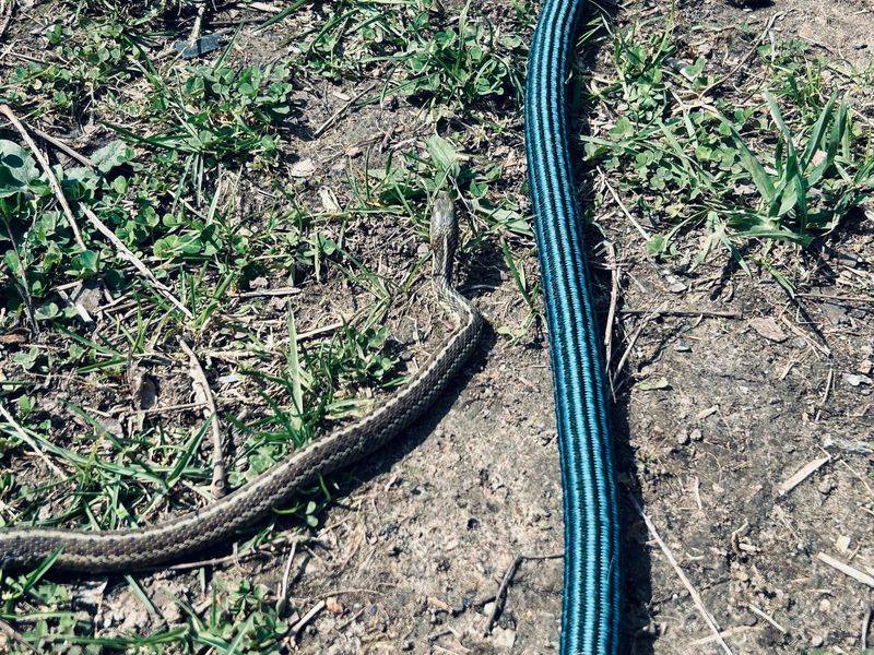 Quick Striped Flashes Near Irrigation Zones