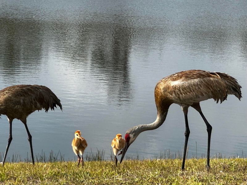 Quiet Edges for Nesting Season Distance