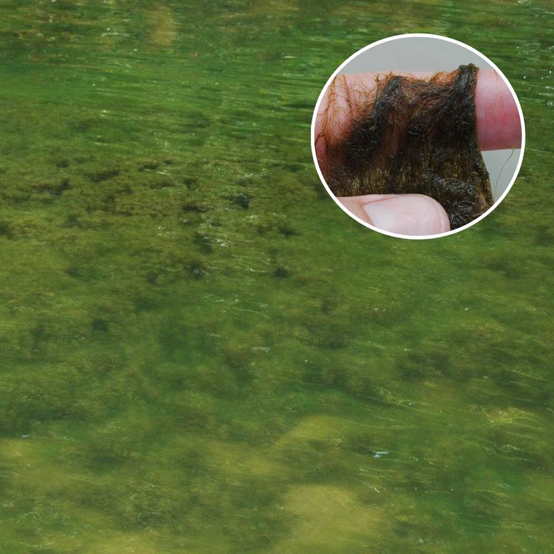 Quiet, Stagnant Corners With Mosquitoes and Heavy Algae