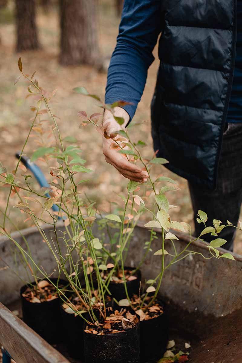 Rabbiteye blueberries may suit another propagation method