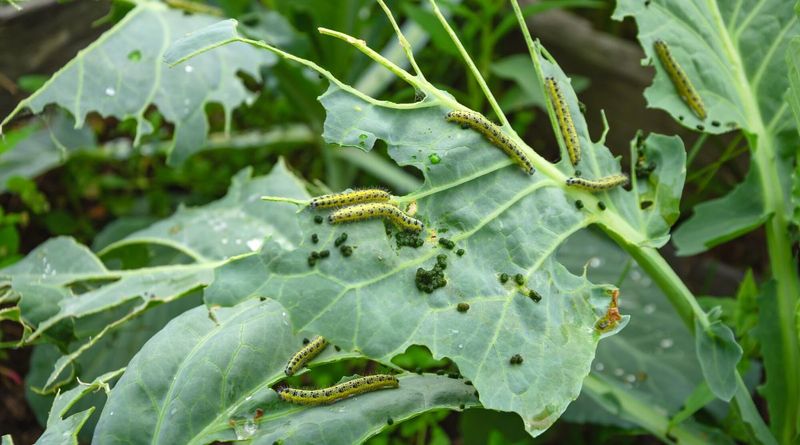 Ragged holes suggest a caterpillar complex, not one guaranteed culprit