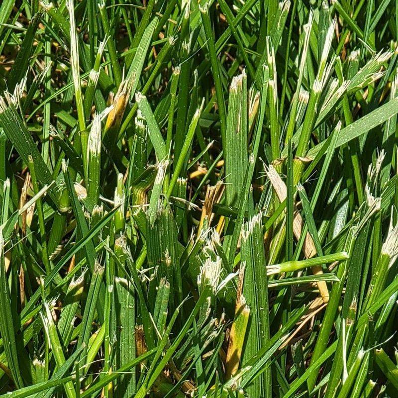 Ragged tips point to a rough cut
