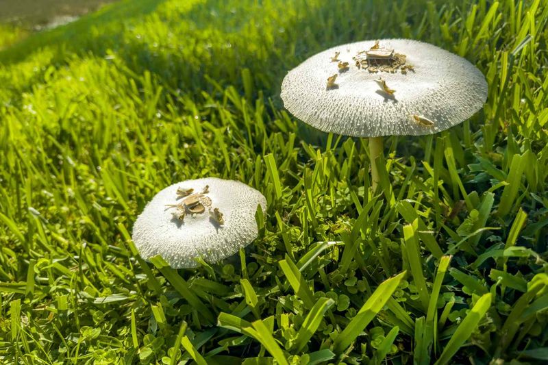 Rain flips the fungal switch Rain flips the fungal switch