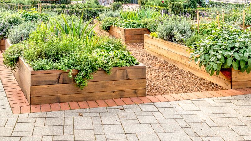 Raised Beds With Regular Irrigation Raised Beds With Regular Irrigation