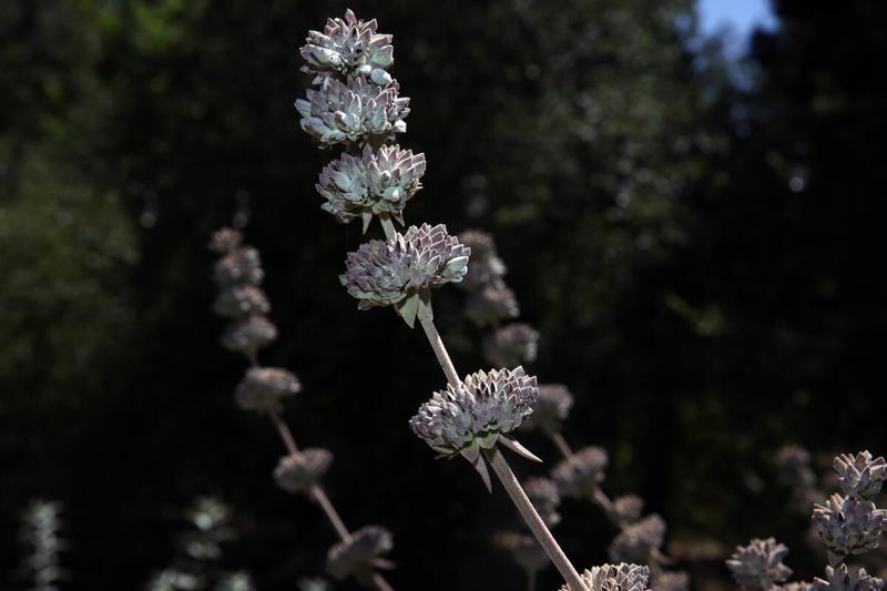 Rancho Santa Ana Botanic Garden Grow Native Nursery Sale
