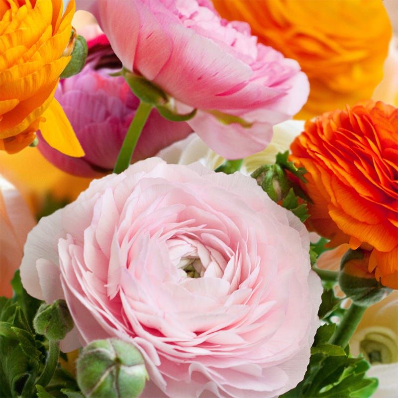 Ranunculus