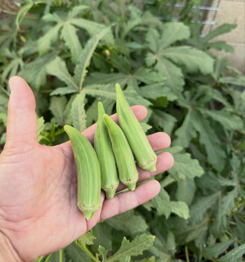Rapid Pod Growth Makes Harvesting a Frequent Job