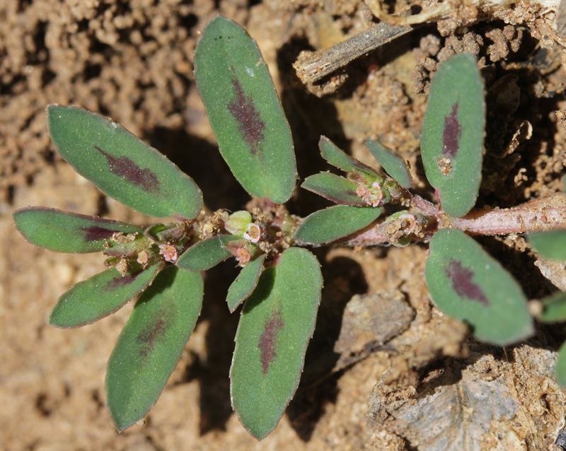 Rapid seed production explains the urgency