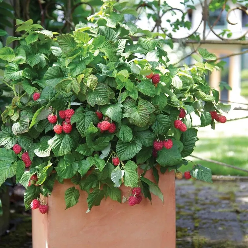 Raspberries (Dwarf and Primocane Types)