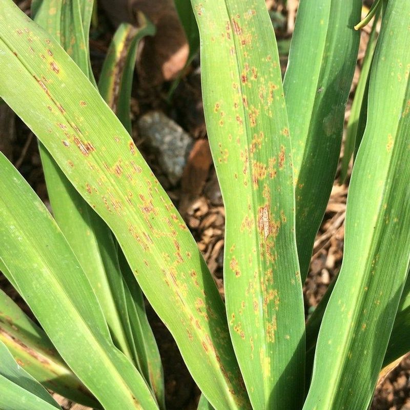Read leaf patterns before calling it seasonal dieback