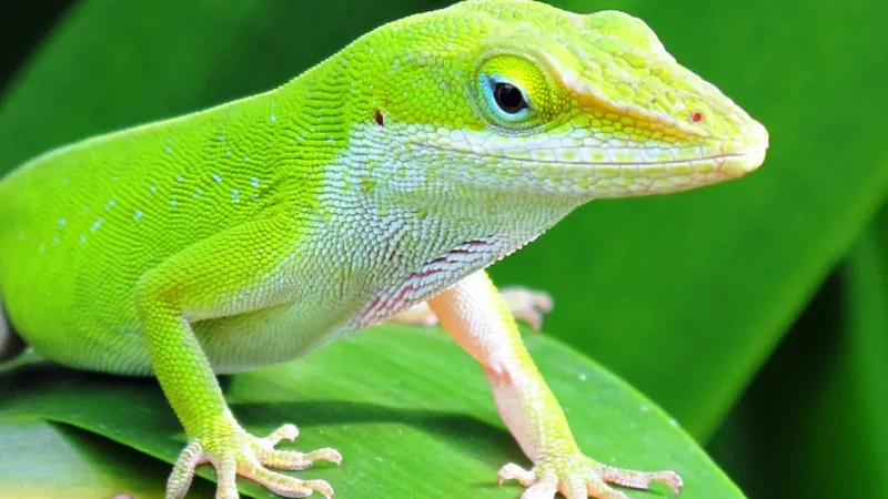Read the Lizard, Then Read the Plant
