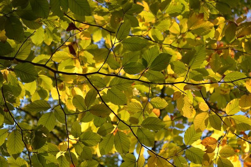 Read the forecast tree by tree, not as a statewide verdict