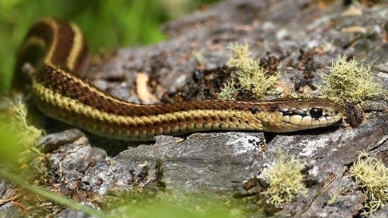 Read the sighting as information, not a pest-control guarantee