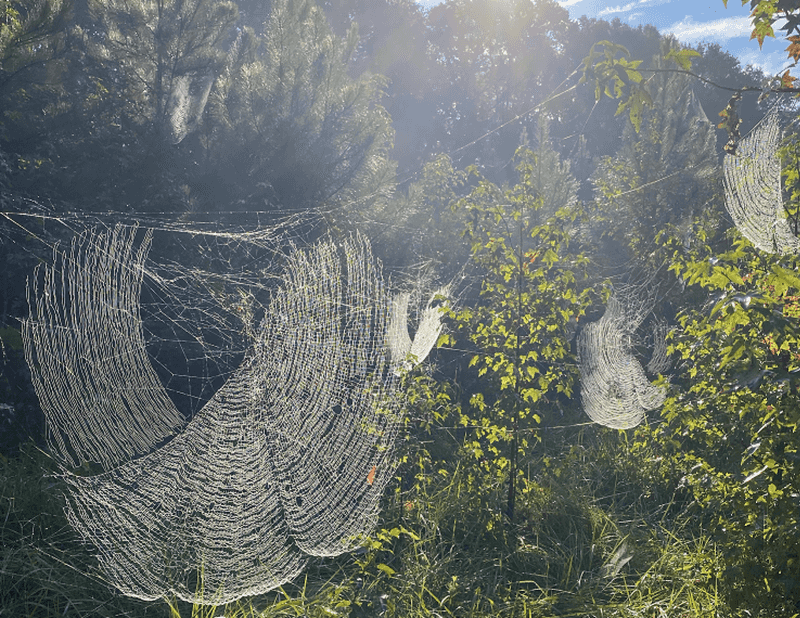 Read the signal, then let the low-conflict webs be Read the signal, then let the low-conflict webs be