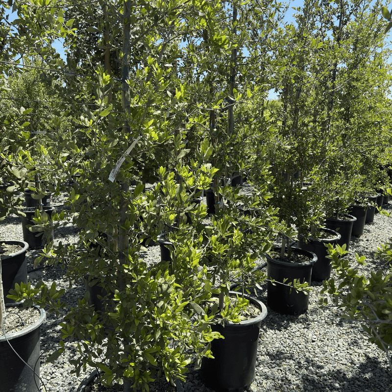 Read the species label before you choose a live oak