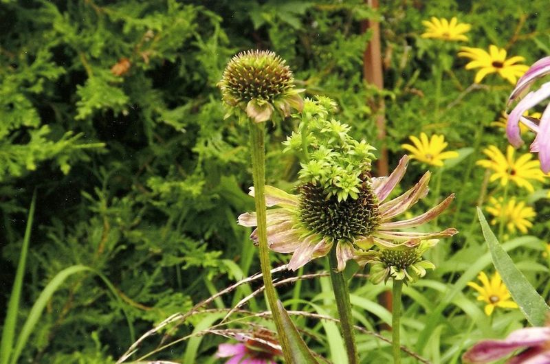 Read the symptoms before you relocate the plant