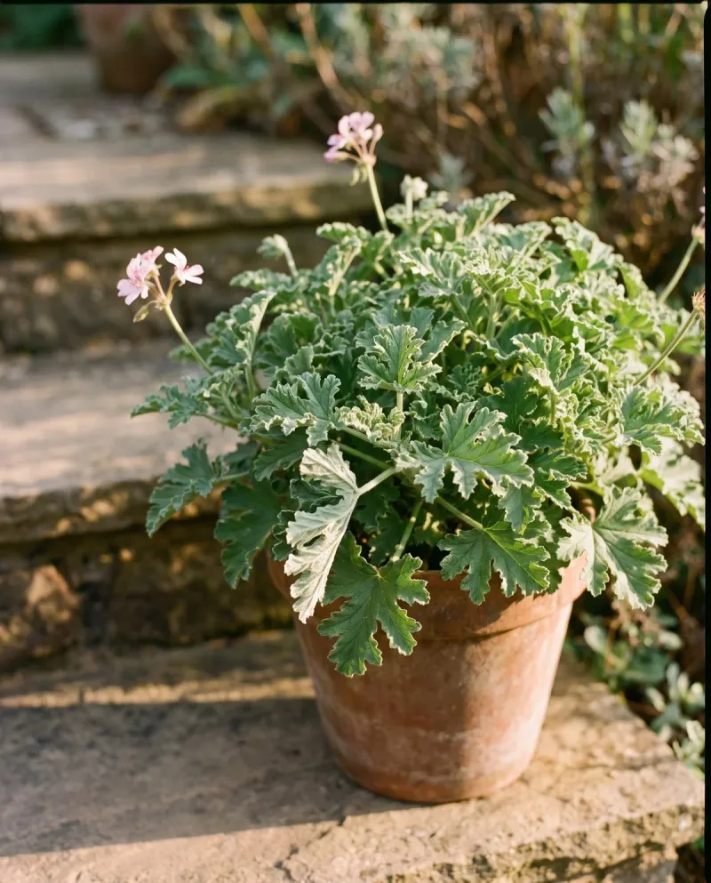 Reassess heat, humidity, and geranium type before repotting again