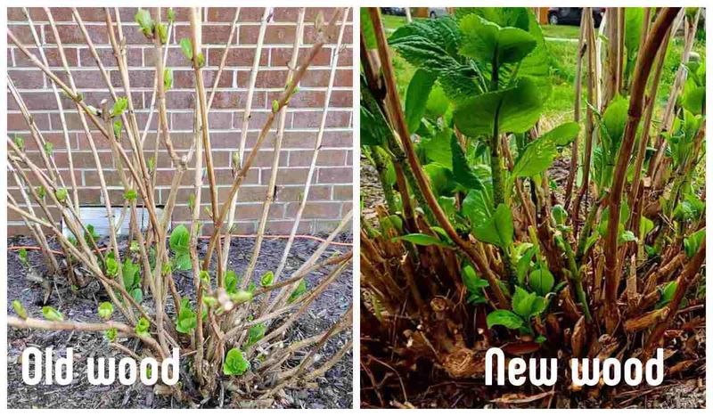 Reblooming cultivars still need careful timing Reblooming cultivars still need careful timing