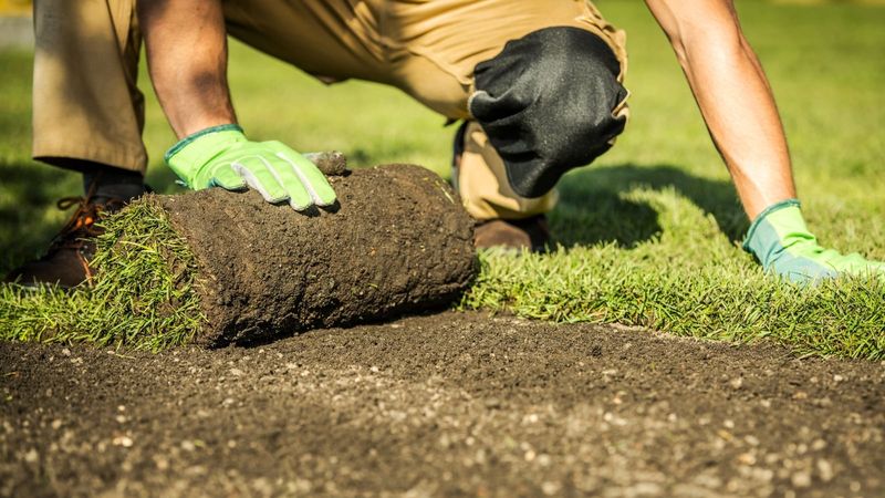 Rebuild Turf Density After Fixing the Cause