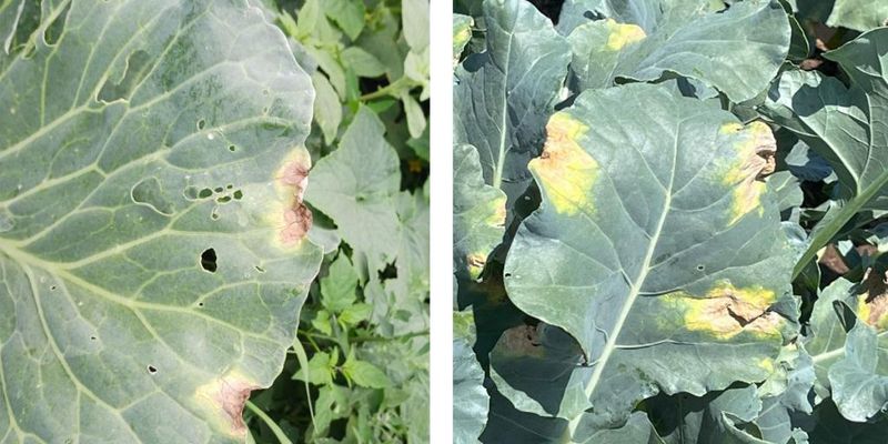 Recognize Disease and Herbicide Injury Patterns