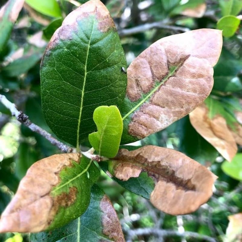 Recognize stresses that mimic iron chlorosis