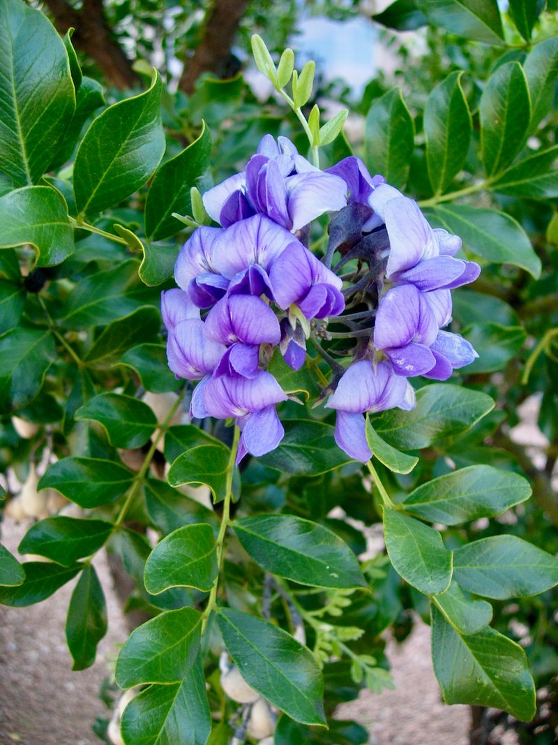 Recognize the evergreen shrub by its flowers, pods, and seeds