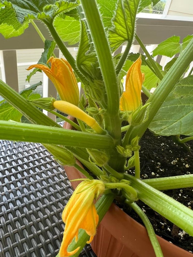 Recognize when hand-pollination cannot solve the problem Recognize when hand-pollination cannot solve the problem