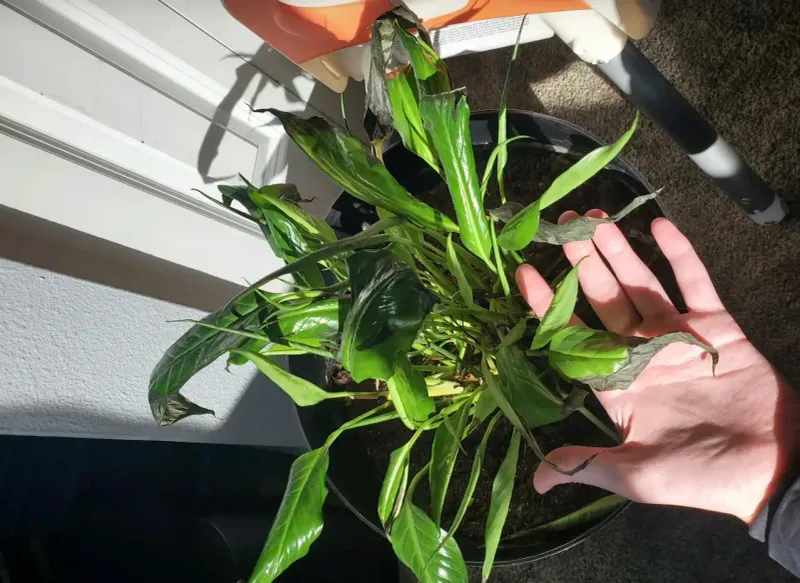 Recovery depends on restraint after repotting