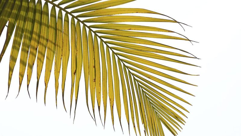 Recovery takes new growth, not a greener version of the damaged fronds