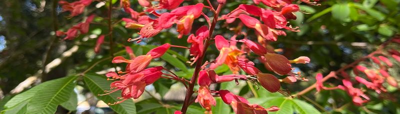 Red Buckeye