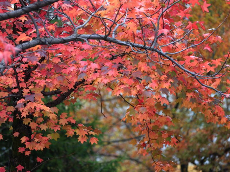 Red Maple