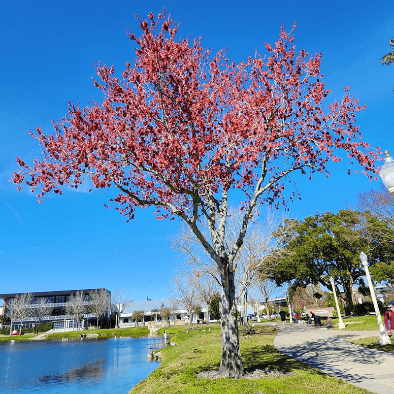 Red Maple