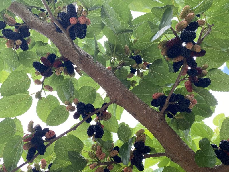 Red Mulberry