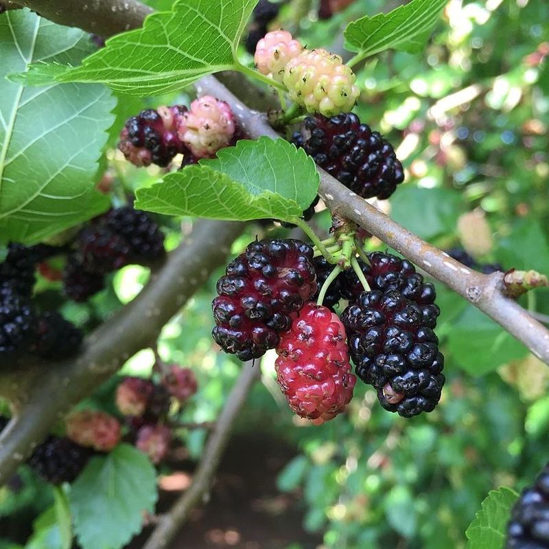 Red Mulberry