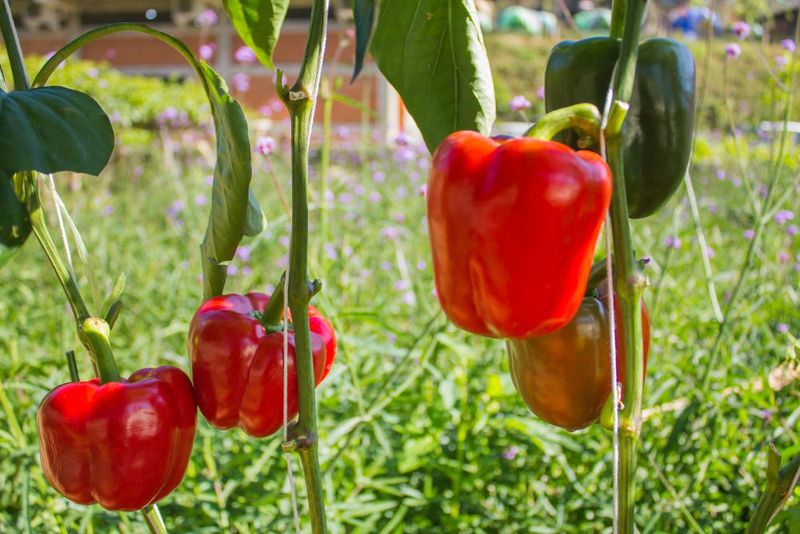 Red color marks maturity—not automatically a problem