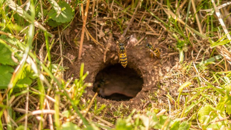 Reduce Exposure Before You Disturb a Suspected Nest