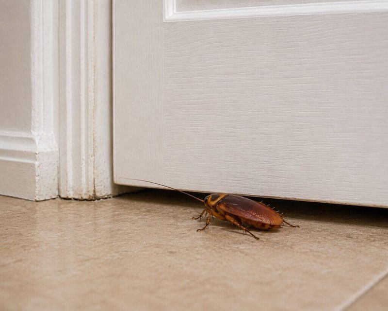 Reduce cockroach access and activity at the door Reduce cockroach access and activity at the door