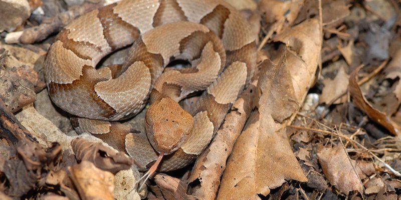 Reduce cover and prey opportunities without promising a snake-free yard