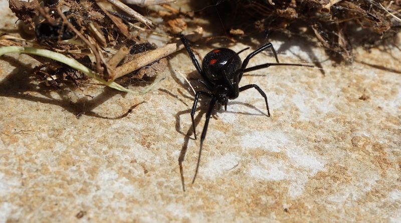 Reduce encounters in the North Carolina garden