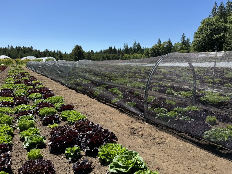 Reduce heat stress while seedlings establish Reduce heat stress while seedlings establish