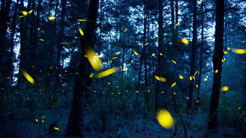 Reduce pesticides and unnecessary nighttime light