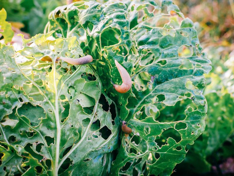 Reduce slug damage by targeting moisture and hiding places Reduce slug damage by targeting moisture and hiding places