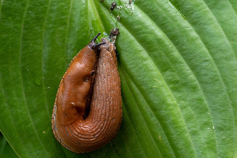 Reduce slug shelter without promising slug control