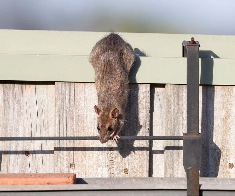 Reduce the food and shelter conditions that support prey