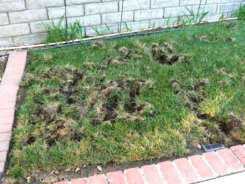 Reduce the invitation without assuming every hole came from a skunk
