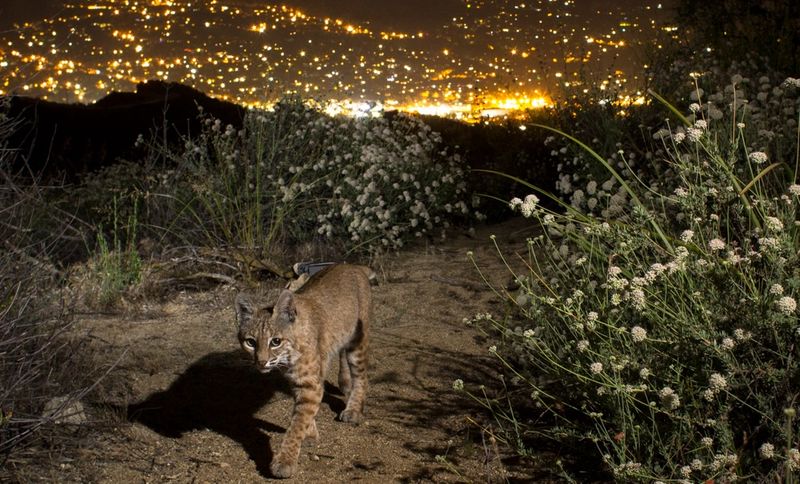 Reduce the reasons a bobcat may return