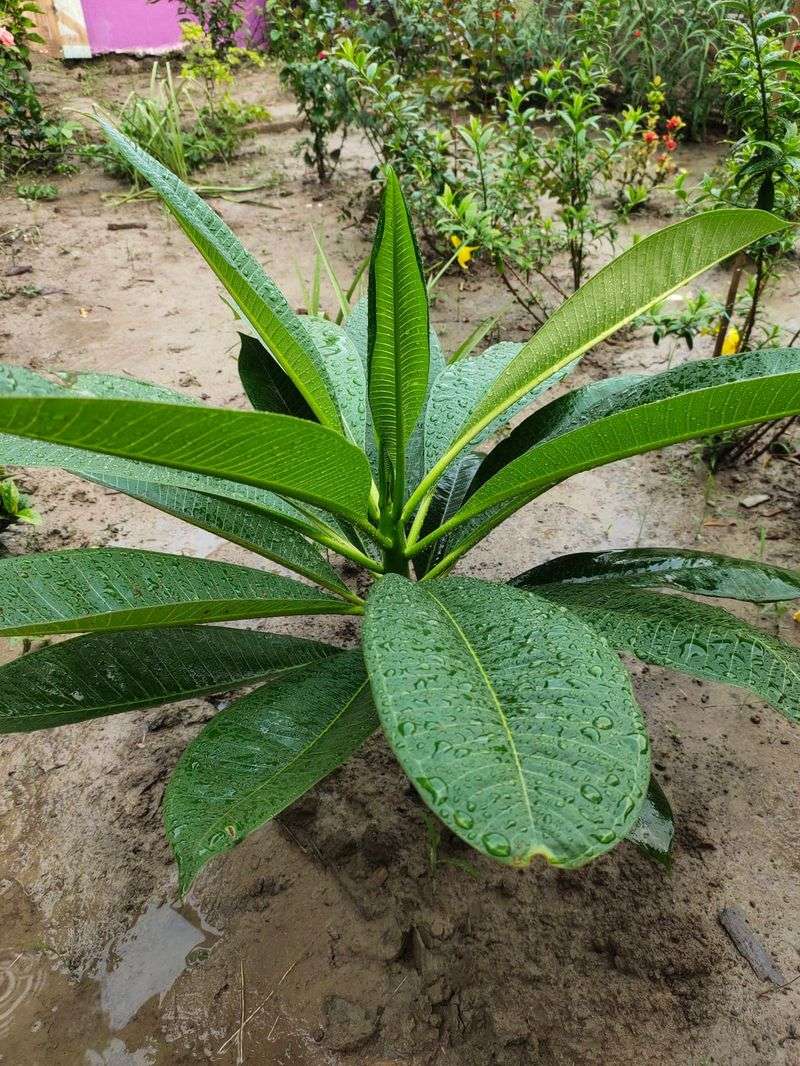Reduce water as dormancy develops without ignoring drought Reduce water as dormancy develops without ignoring drought