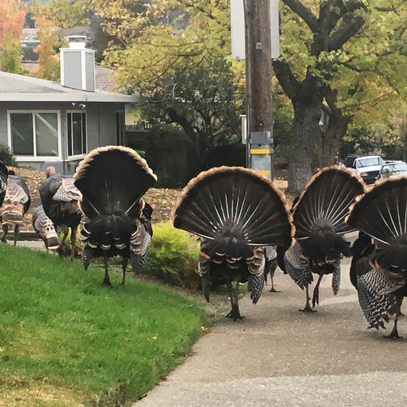 Reduce yard conflicts without feeding turkeys