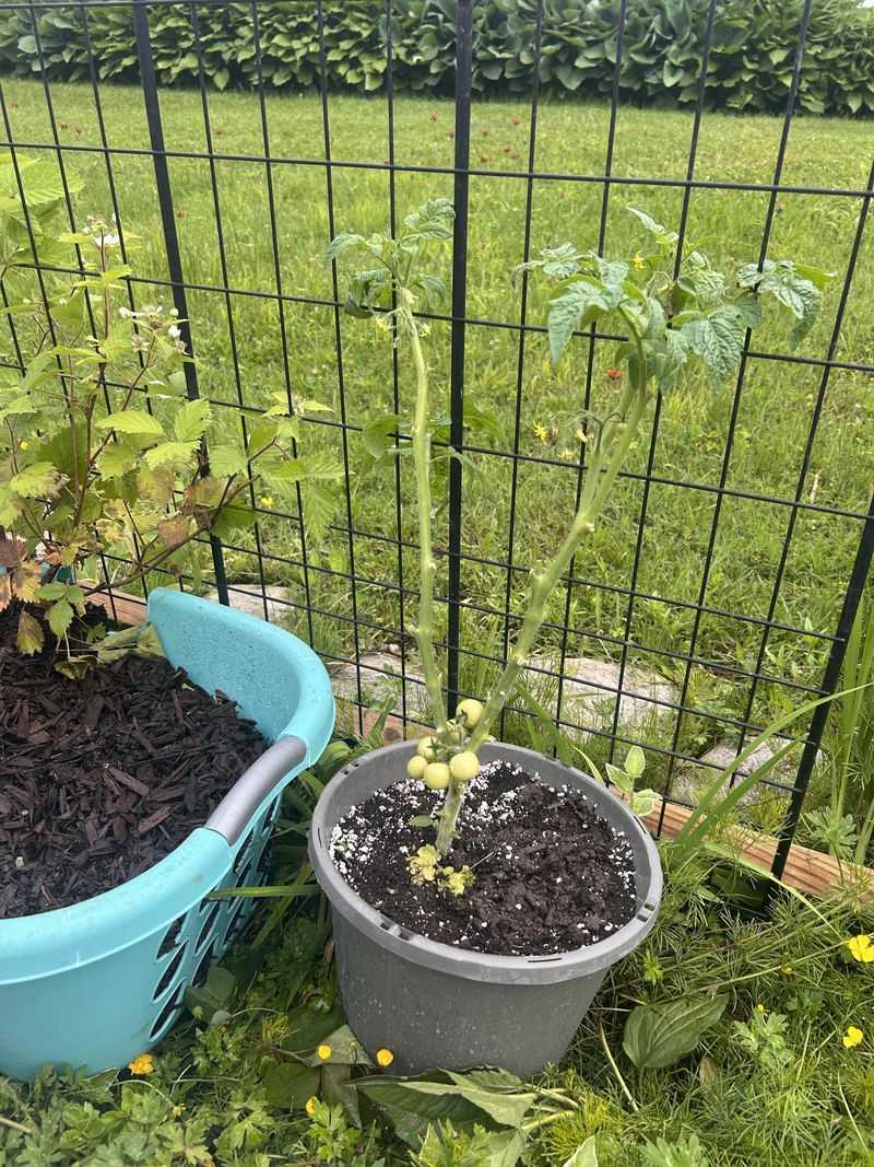 Reduced light can weaken tomato growth