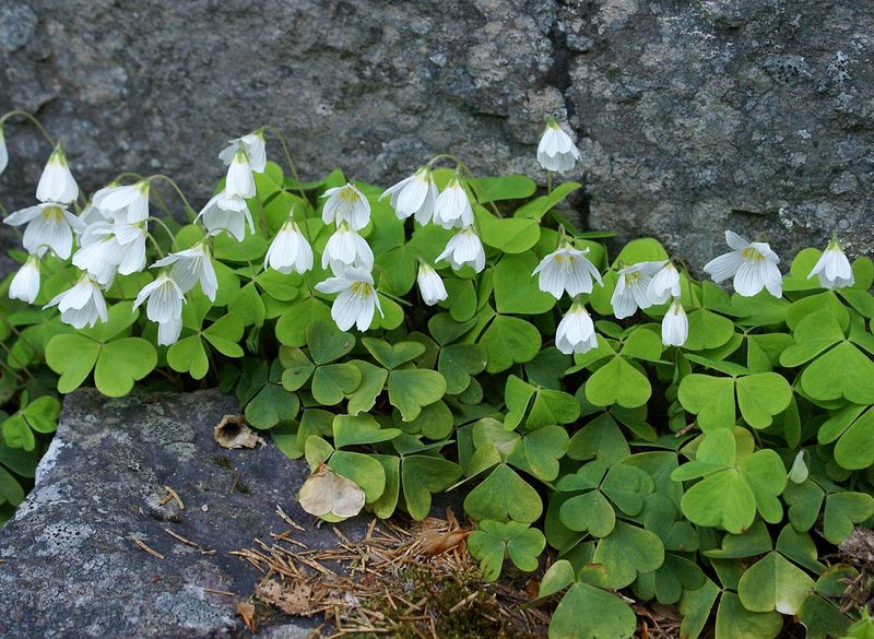 Redwood Sorrel (Oxalis oregana)
